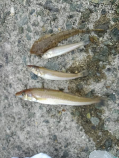 チョイ投げキス