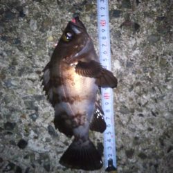 メバリング好調