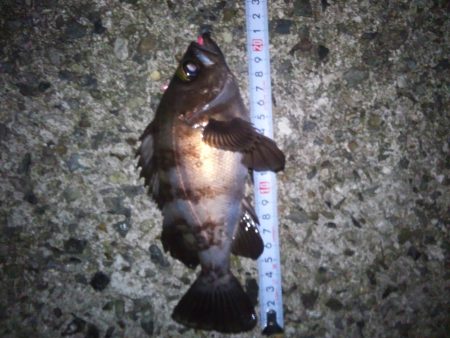 メバリング好調