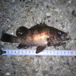 ちょいメバリング