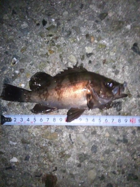 ちょいメバリング