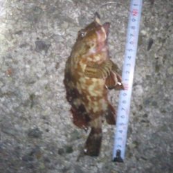 メバリングでしたが