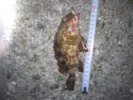 メバリングでしたが