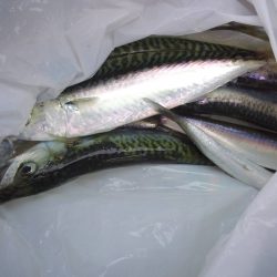 久しぶりに息子とサビキ