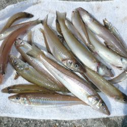 今シーズン３回目の津名釣行