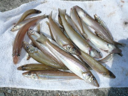 今シーズン３回目の津名釣行