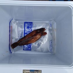 まじかっ・・・・