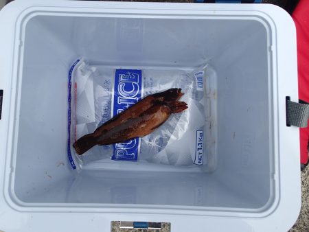 まじかっ・・・・