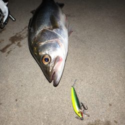 ライトシーバスゲーム