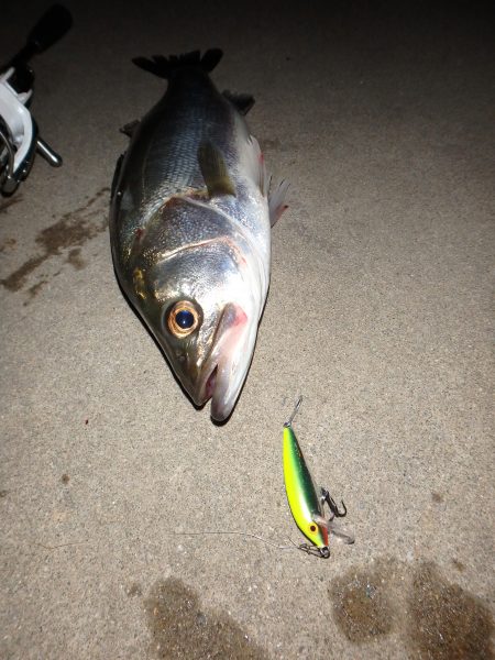 ライトシーバスゲーム