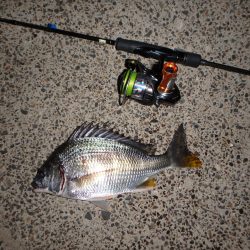 癒やしのキビレゲーム