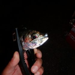 今期 初アジゲット♪