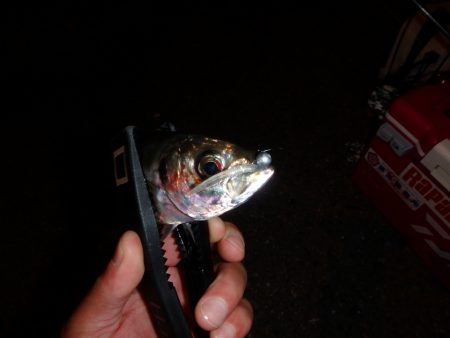 今期 初アジゲット♪