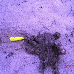 ファミリィーチョイ投げ 2