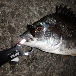 甲子園浜 東岸壁 キビレ絶好調♪