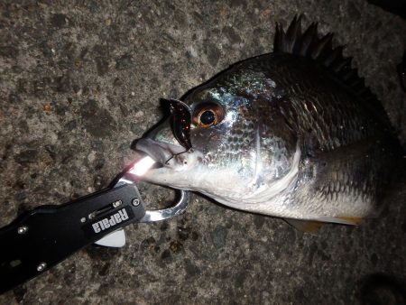 甲子園浜 東岸壁 キビレ絶好調♪