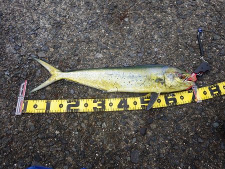 ダイソージグでシイラ