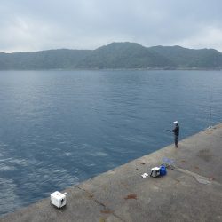 沖一文字でシイラ