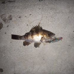 いつもの2時間の釣果