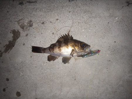 いつもの2時間の釣果