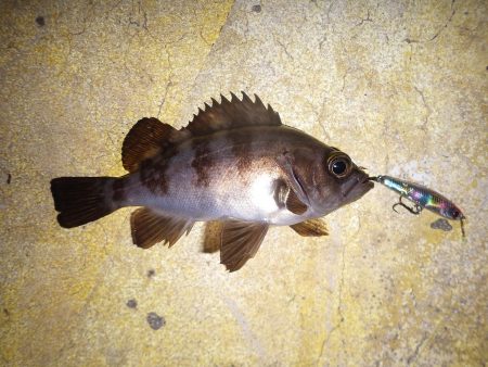 スズキがヒット