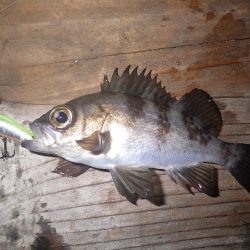 ボトムでタケノコ