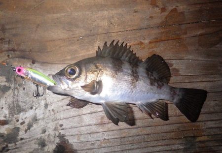 ボトムでタケノコ