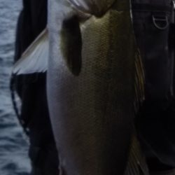 デイシーバスが釣れたでい!