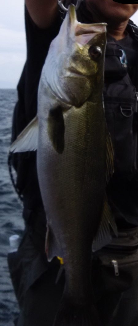 デイシーバスが釣れたでい!