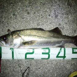 爆風の中のシーバス！！