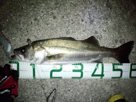 爆風の中のシーバス！！