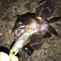 梅雨メバル　シーズン最大