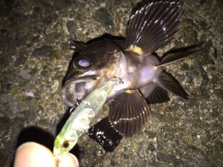 梅雨メバル　シーズン最大