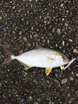 梅雨の合間にメタルマルで
