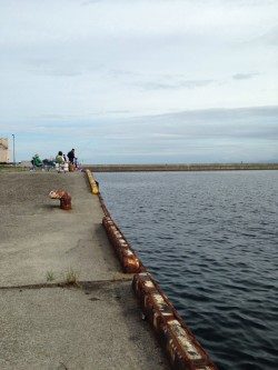 5時からサビキ釣り！