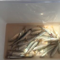 家族でサビキ釣り
