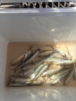 家族でサビキ釣り