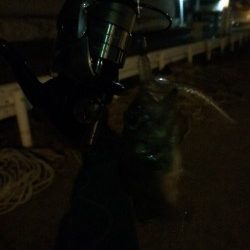 30分間だけのメバリング