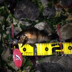 大潮プラッキング