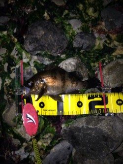 大潮プラッキング