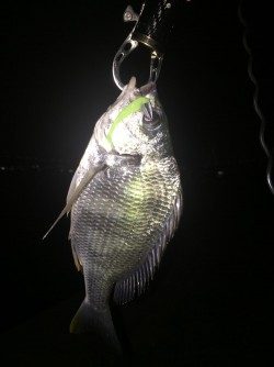 不本意なクラゲング