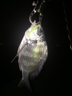 不本意なクラゲング