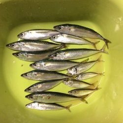 一時間半だけサビキ釣り