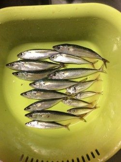 一時間半だけサビキ釣り