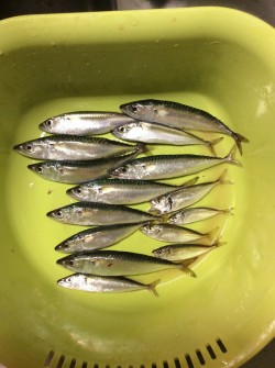 一時間半だけサビキ釣り