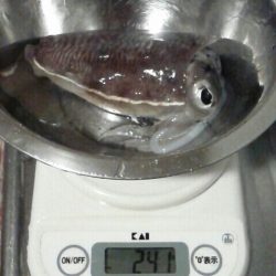 ちっちゃいコウイカ