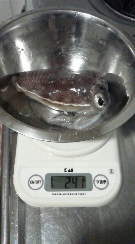 ちっちゃいコウイカ