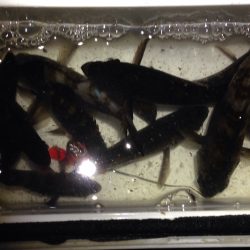 楽しいメバリング♪