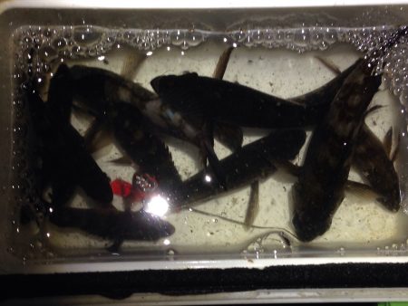 楽しいメバリング♪