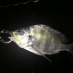 不本意なクラゲング